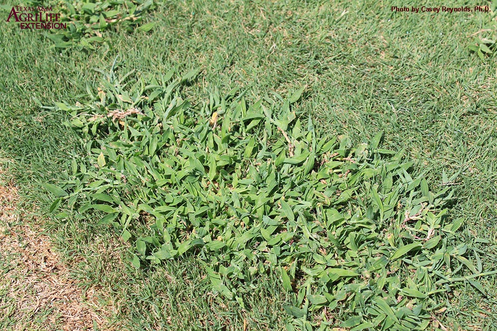Why are there weeds in my lawn? Texas Weeds Top Choice Lawn Care
