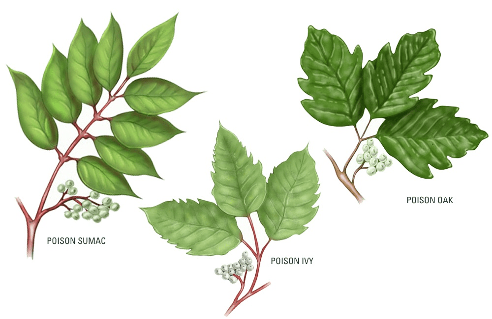 Plants That Look Like Poison Ivy But Arent plants-that-look-like-poison-ivy-but-arent