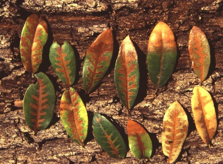 Leaves showing signs of Oak Wilt