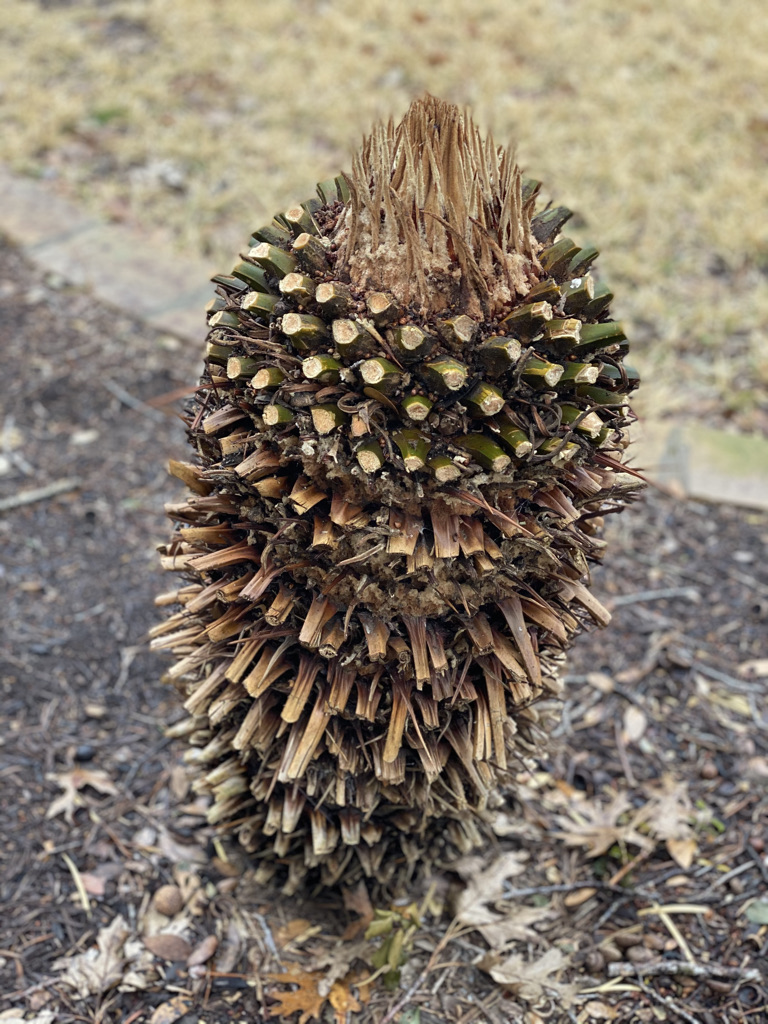 How to trim a sago palm in Austin Top Choice Lawn Care