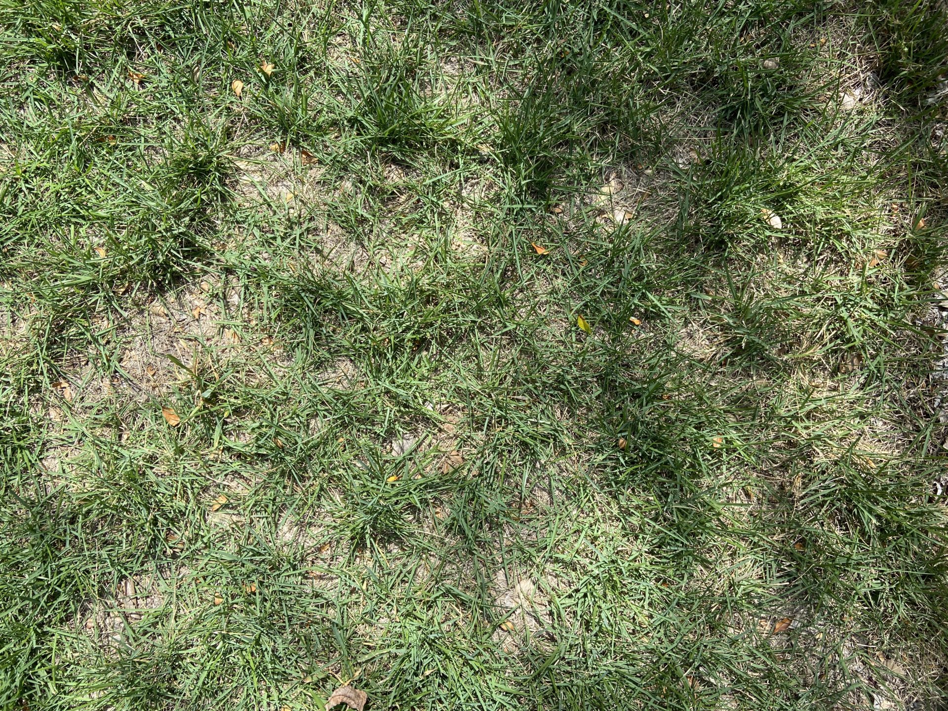 Will my grass grow back after a drought? (A visual guide) Top Choice