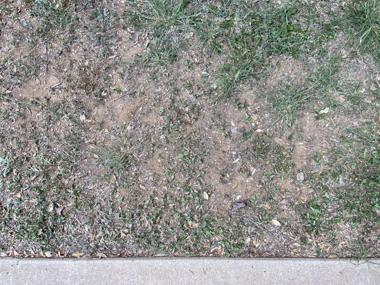 Will my grass grow back after a drought? (A visual guide) Top Choice