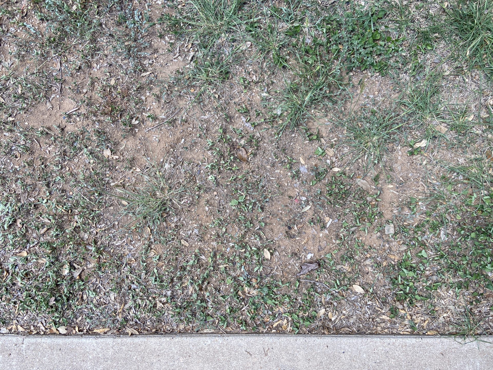 Will my grass grow back after a drought? (A visual guide) Top Choice Lawn Care