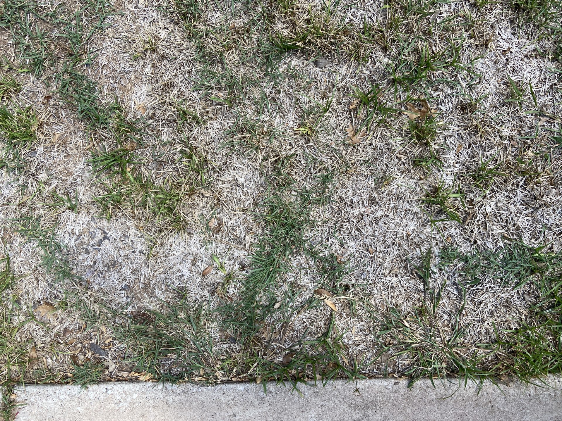 Will my grass grow back after a drought? (A visual guide) Top Choice