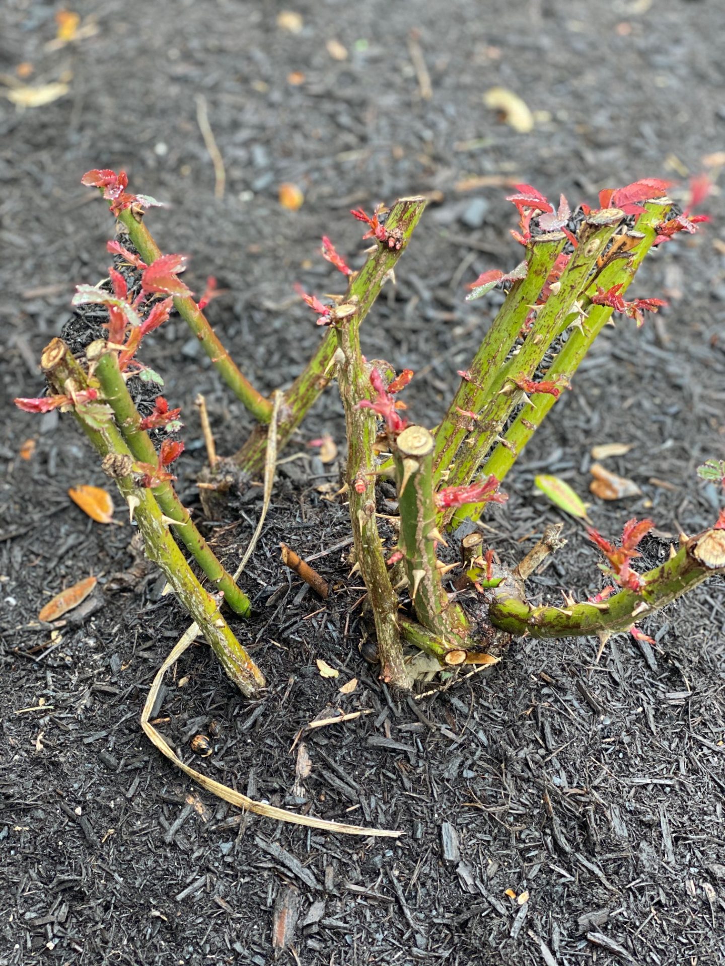 Trimming Knock Out Roses in Central Texas. (Video) | Top Choice Lawn Care