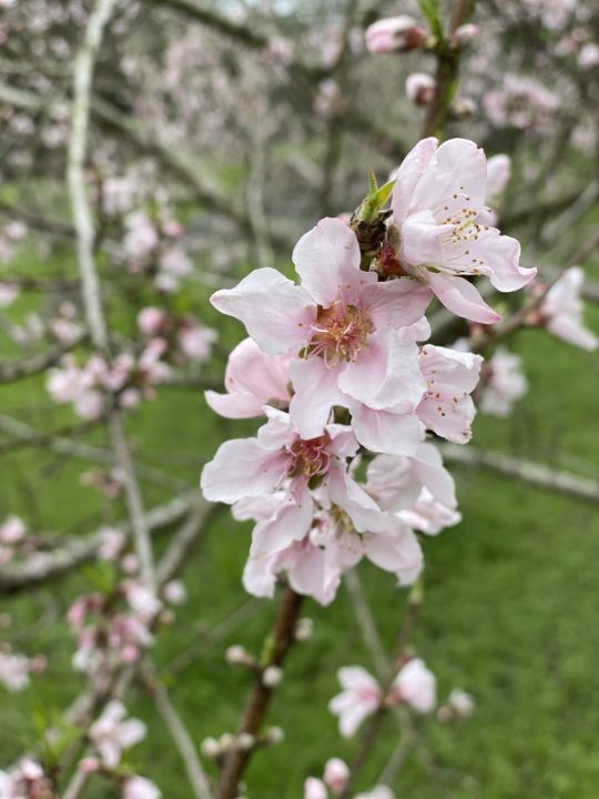 Bradford Pear