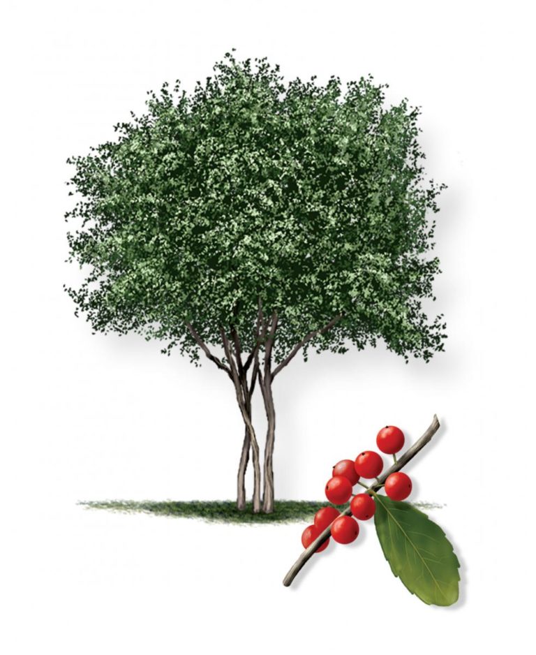 Yaupon Holly - A Fantastic Texas Shrub and Tree | Top Choice Lawn Care