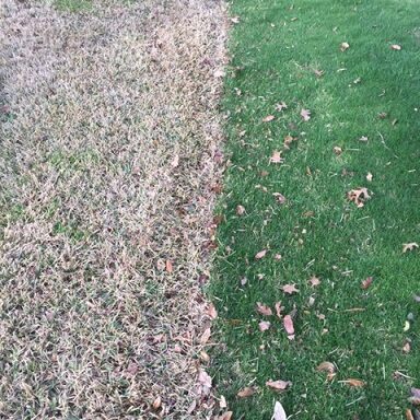 Winter Rye Grass