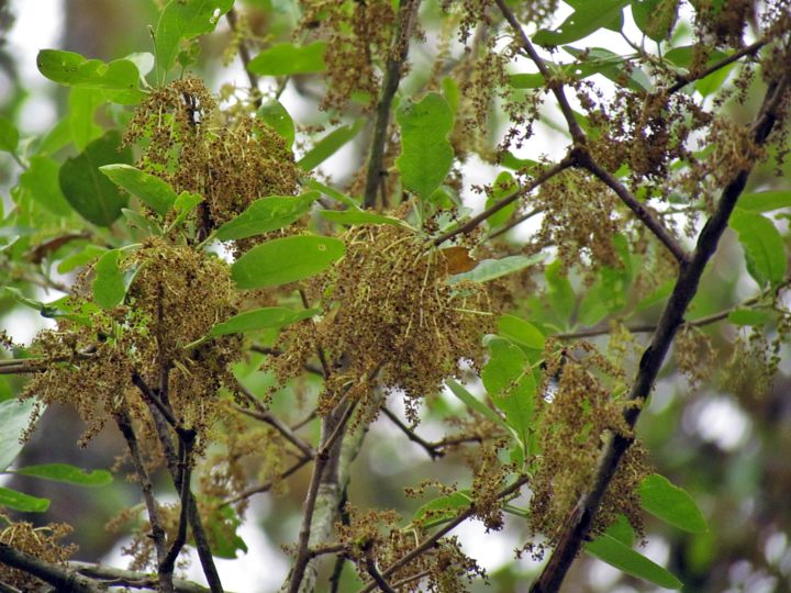 Live oak leaves and catkins