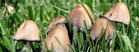 Why are there mushrooms in my yard? | Top Choice Lawn Care