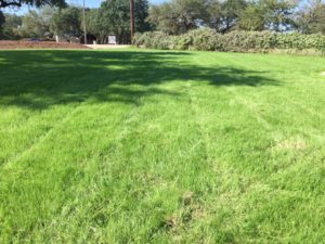 Winter Rye Grass - Beautiful all year | Top Choice Lawn Care