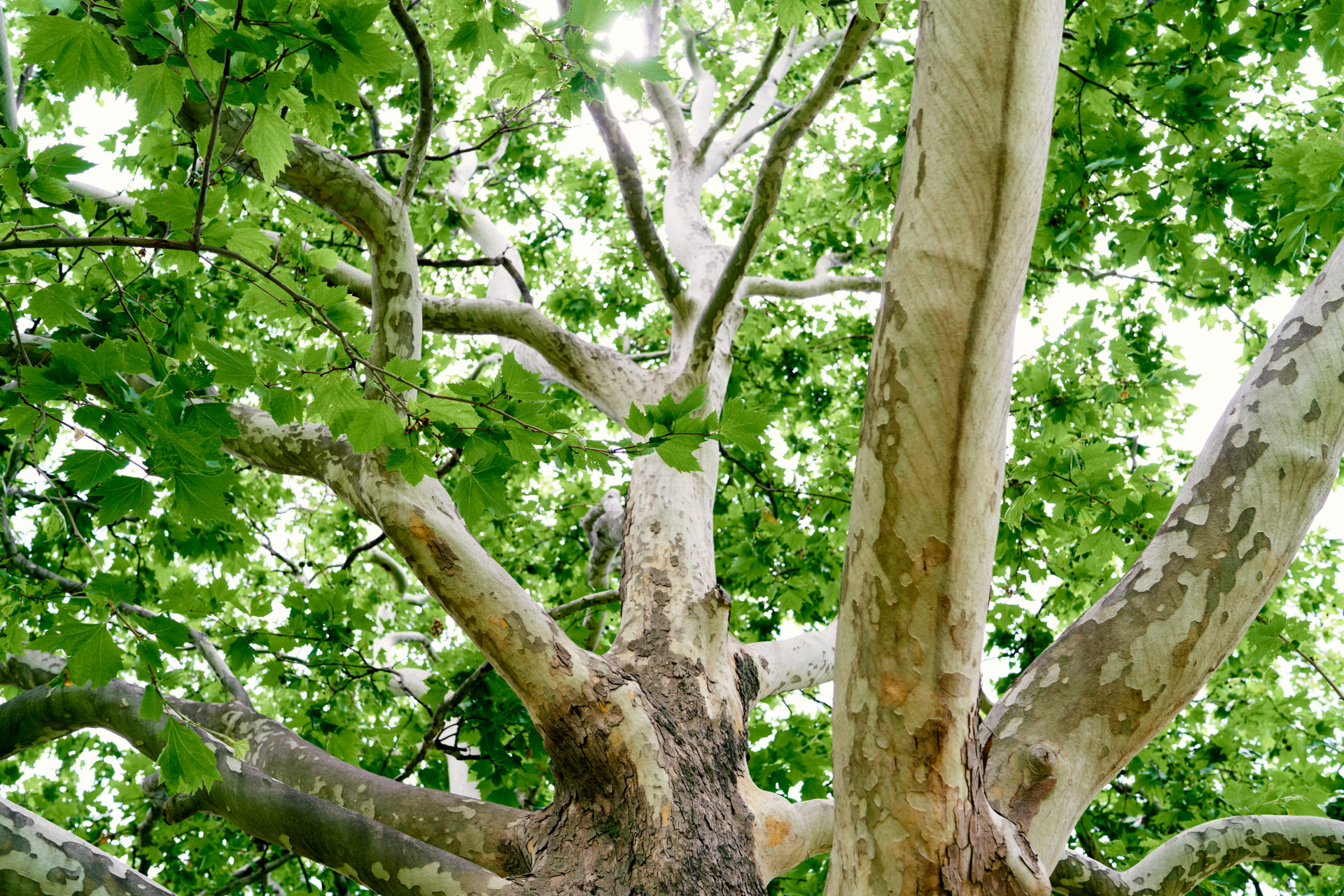 sycamore trees