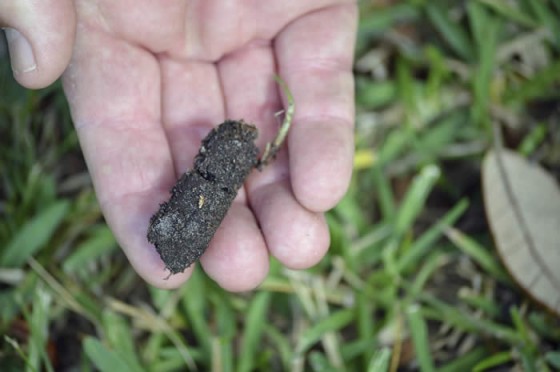 Aerate Lawn Austin