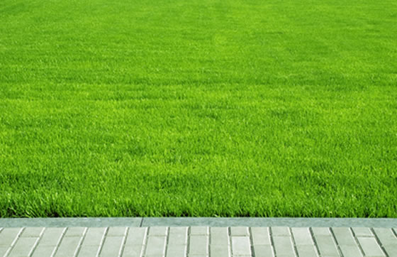 Lawn Fertilization Austin